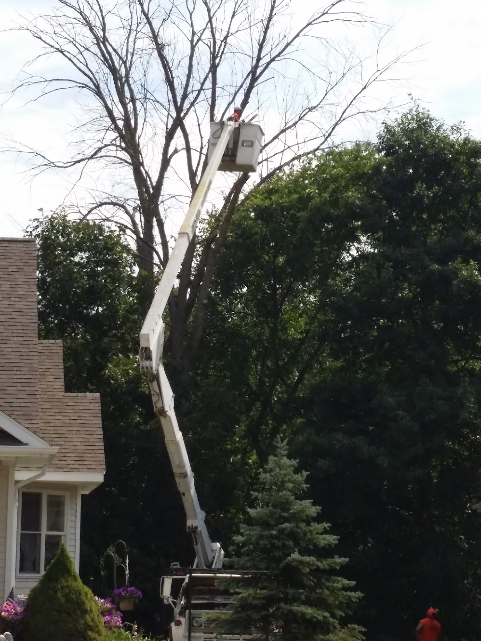 Jaruzel Lawn and Tree Service — photo